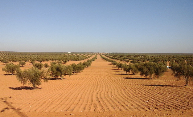 The sun setting over the rolling hills of the Tunisian olive groves.